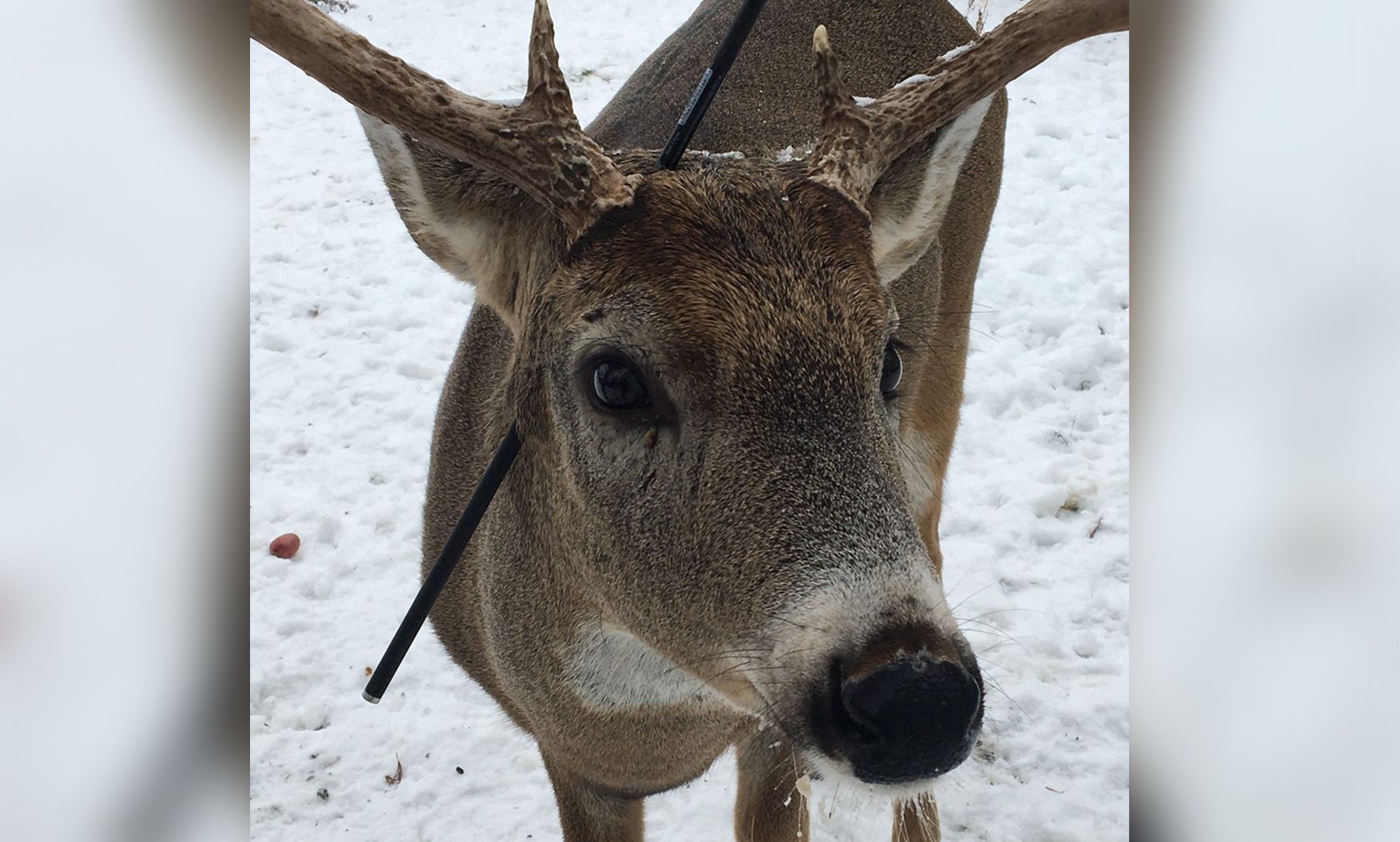 "Carrot" wurde von einer Wildtierfotografin mit einem Pfeil im Kopf gefunden. 