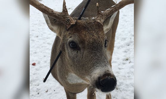 "Carrot" wurde von einer Wildtierfotografin mit einem Pfeil im Kopf gefunden.