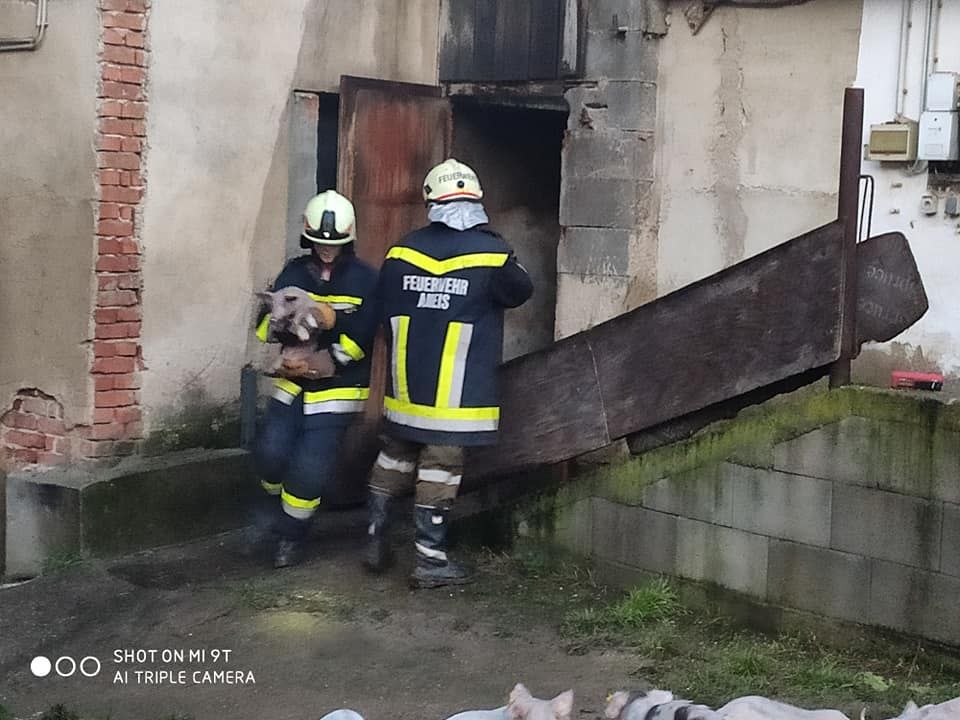 Zwei Florianis beim Retten eines Ferkels.