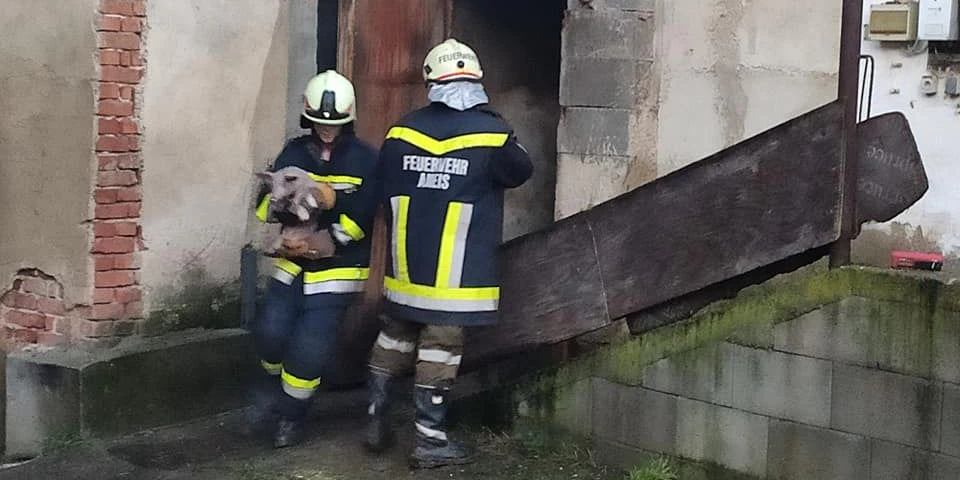 Zwei Florianis beim Retten eines Ferkels.