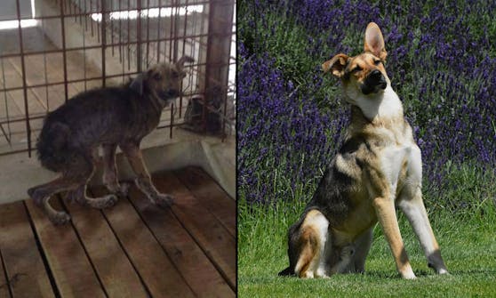 "Joschi" hatte großes Glück und wurde aus einer ungarischen Tötung befreit.