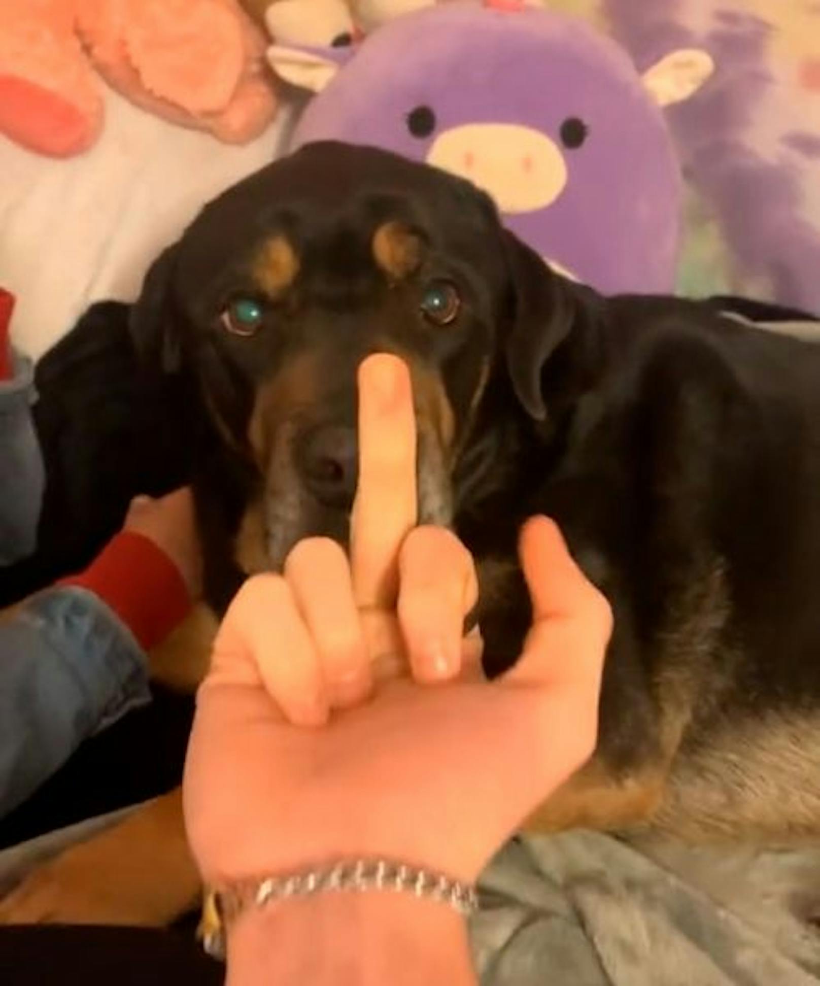 Mann zeigt Hund Stinkefinger, erlebt böse Überraschung