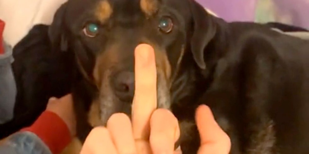 Die Reaktion des Vierbeiners auf diese unschöne Geste, erschreckt alle