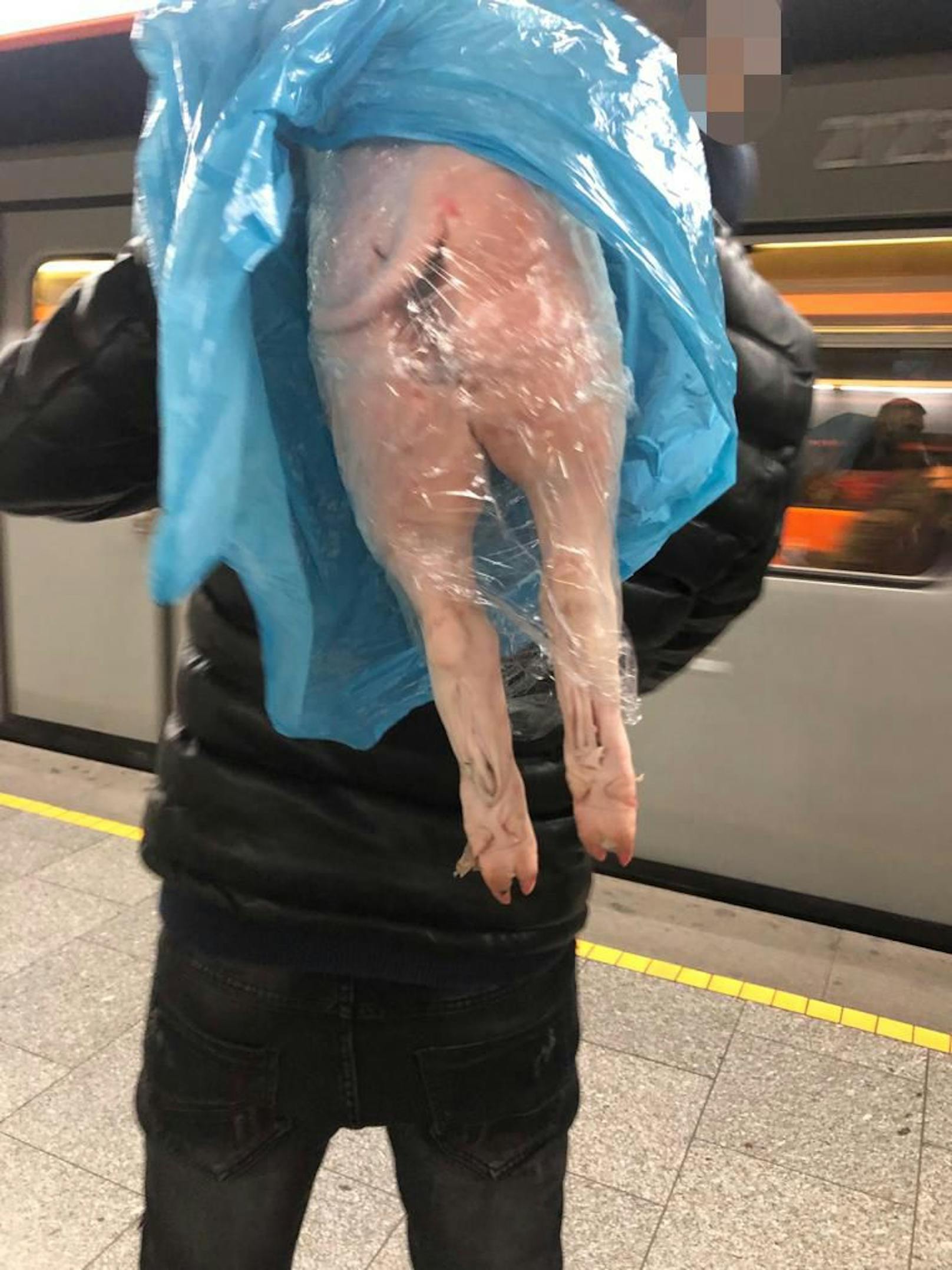 Schweine-Transport in der Wiener U-Bahn