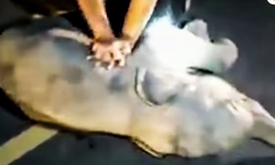 Der Zusammenstoß mit einem Motorradfahrer in Thailand hätte für den kleinen Dickhäuter böse enden können.