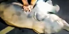 Video: Babyelefant wird nach Unfall reanimiert