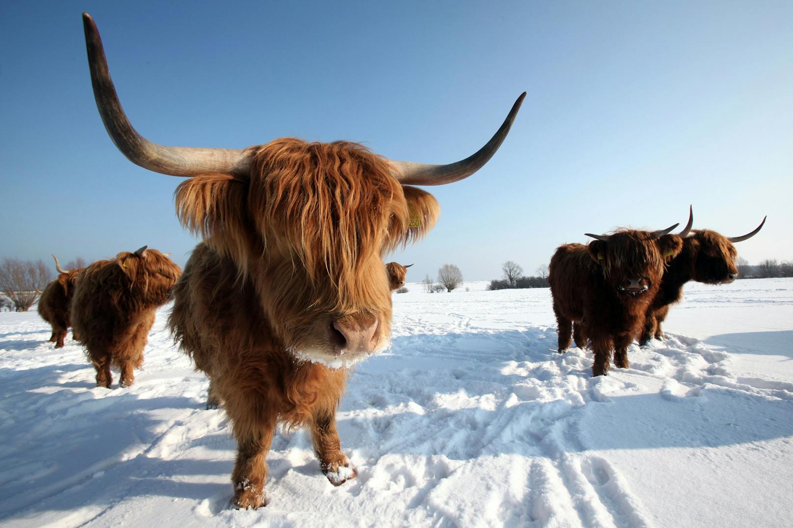 Diese Highland-Rinder sind in einem strengen Winter auf die menschliche Fütterung angewiesen. 
