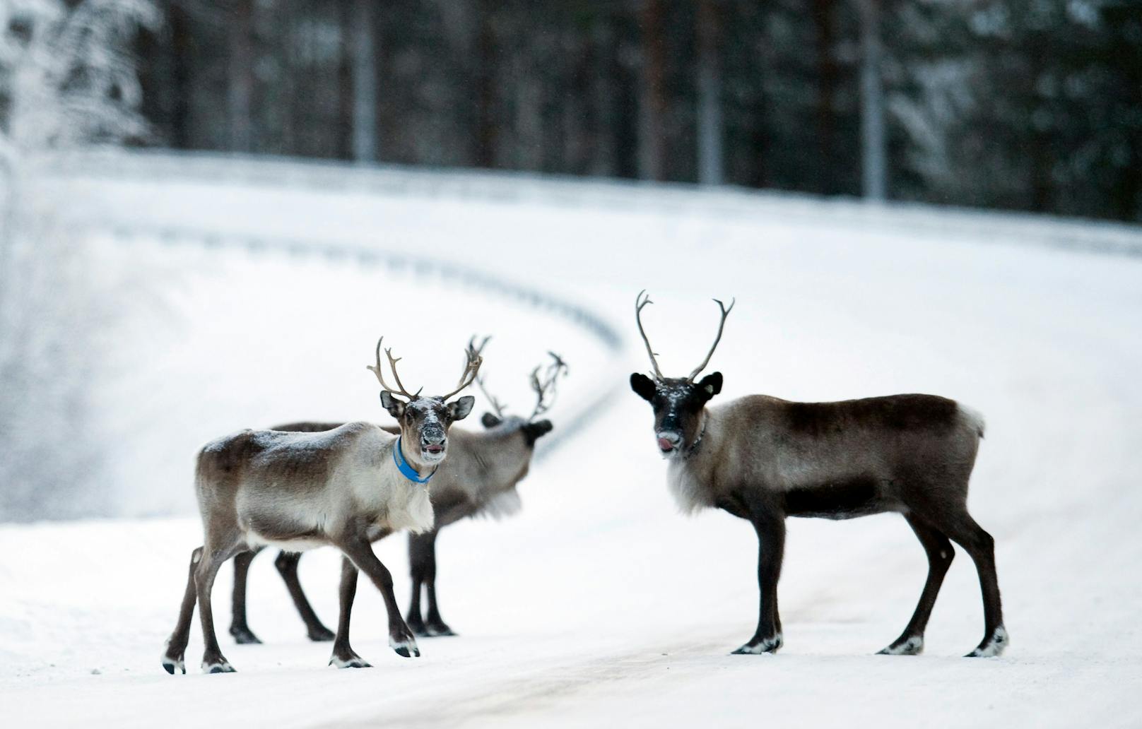 Rentiere aus Lappland