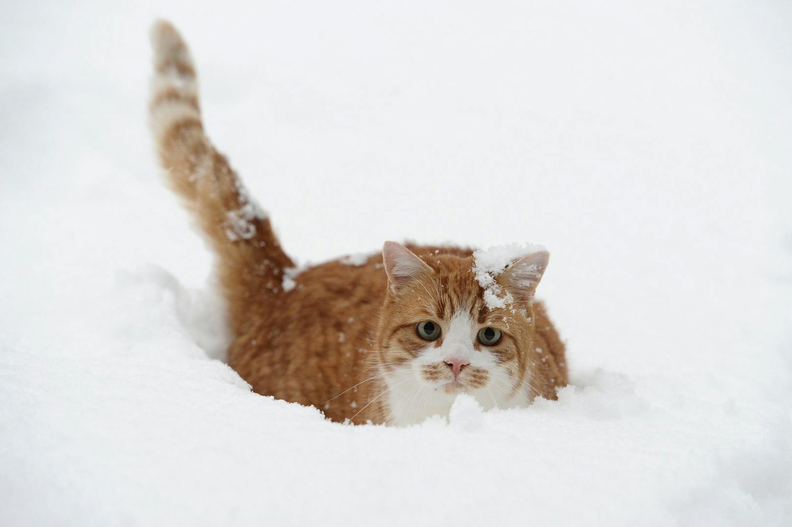 A, B, C,... die Katze lief im Schnee. 