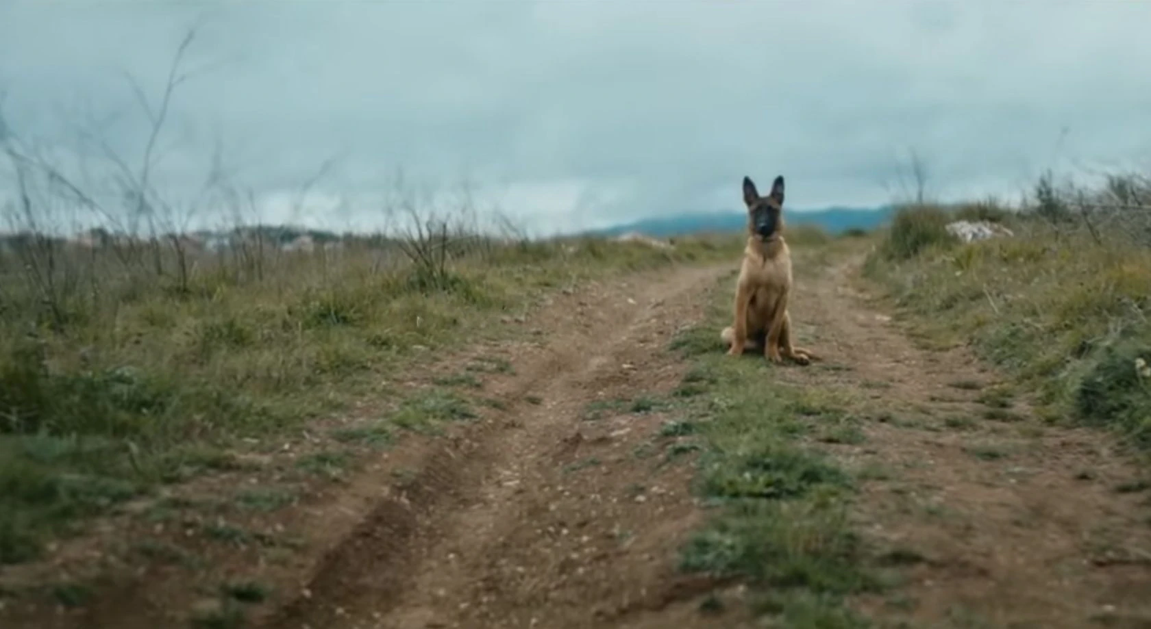 Ein Video der Tierschutzorganisation "Animallife" sorgt im Netz für Wirbel. 
