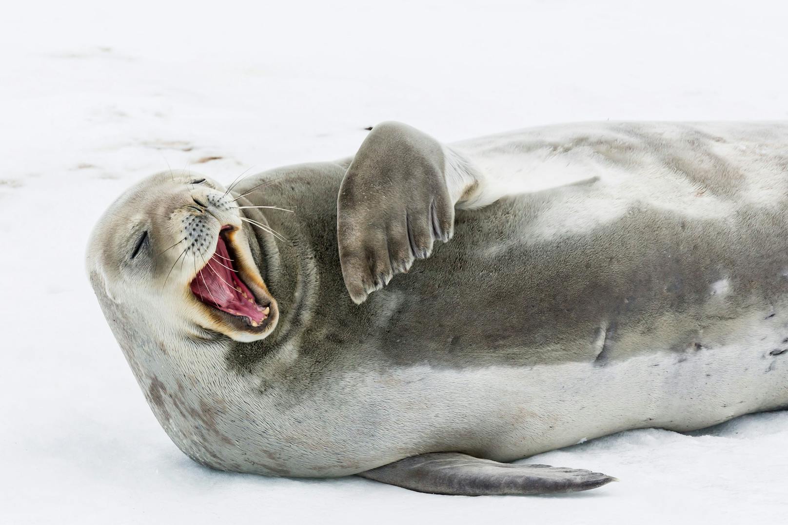 Diese Wedell-Robbe aus der Antarktis gähnt noch eine Runde.