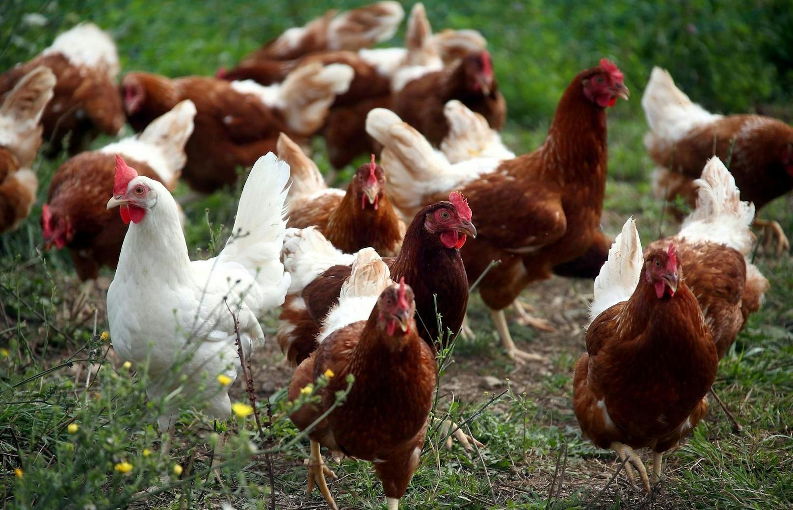 In Japan soll eine Million Hühner gekeult werden. (Symbolbild)
