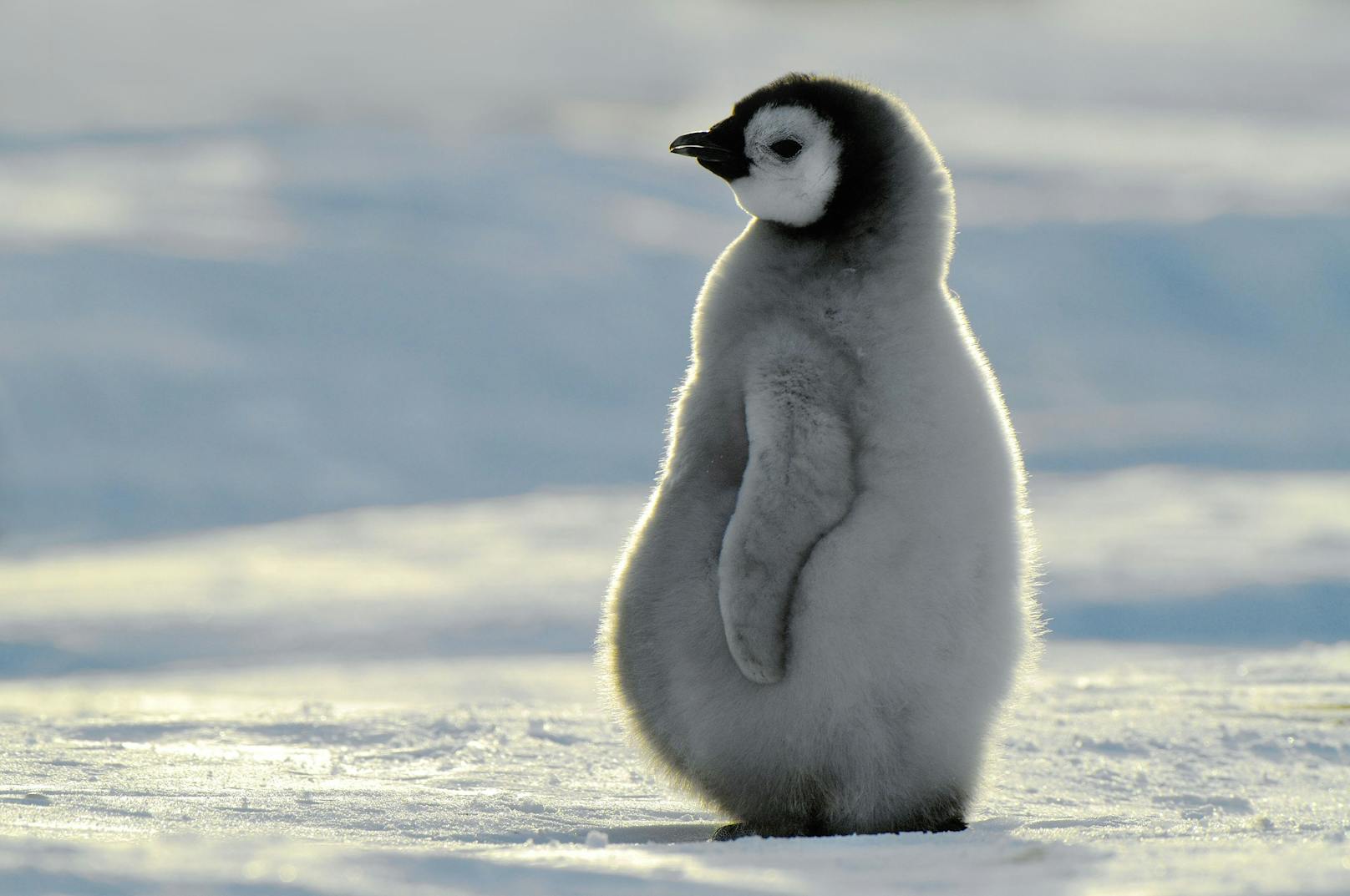 Ein Pinguin-Küken aus der Antarktis