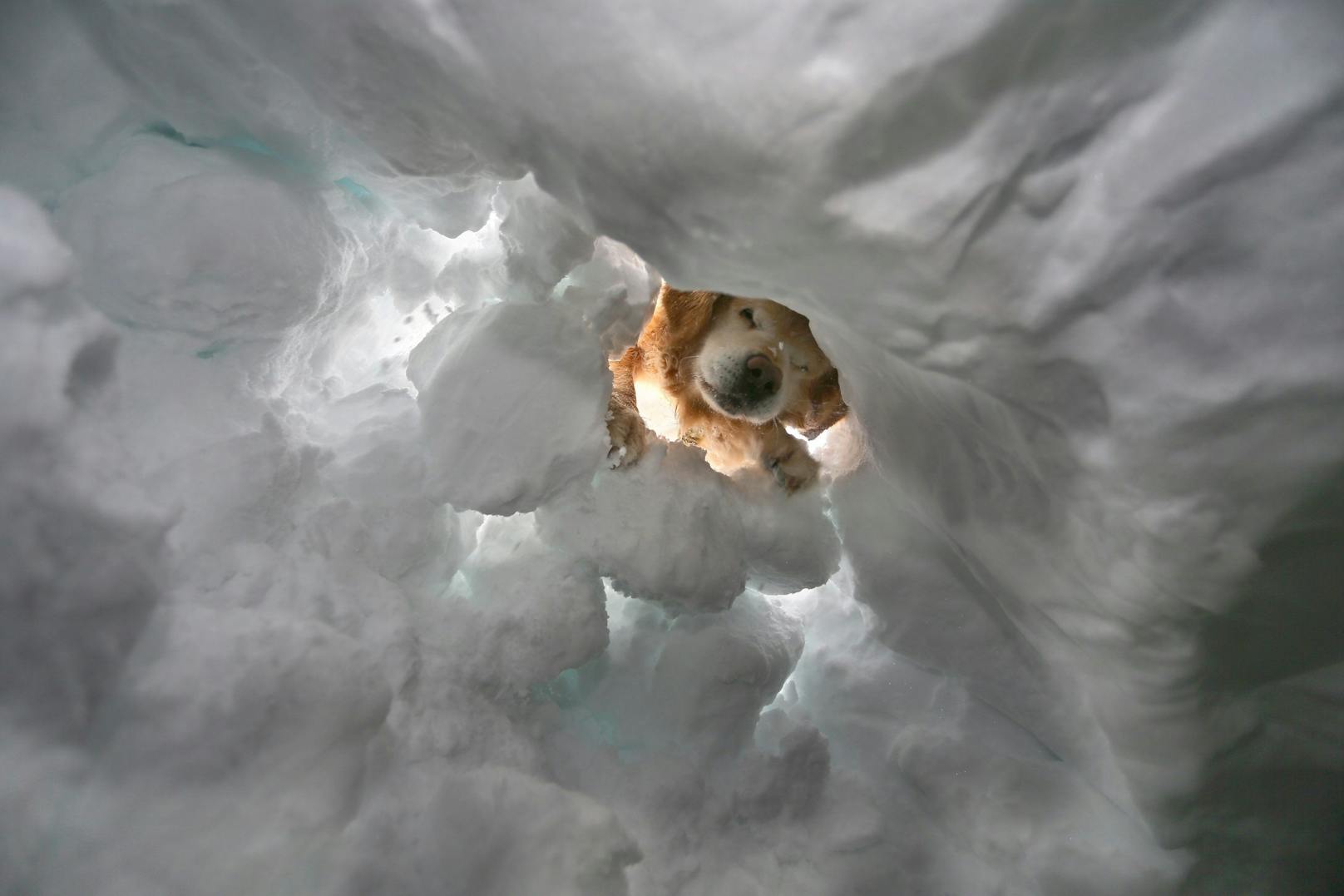 Training für den Ernstfall: Lawinensuchhund Lukas gräbt sich zum "Opfer" durch die Schneedecke.