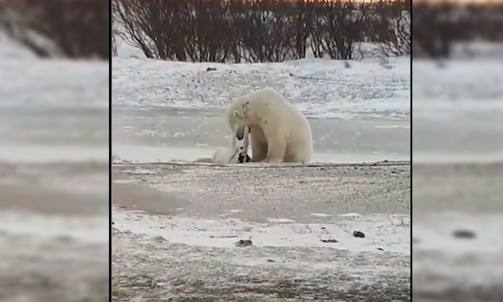 Zwei Wildtierfotografen filmten diese bezaubernden Szenen. 