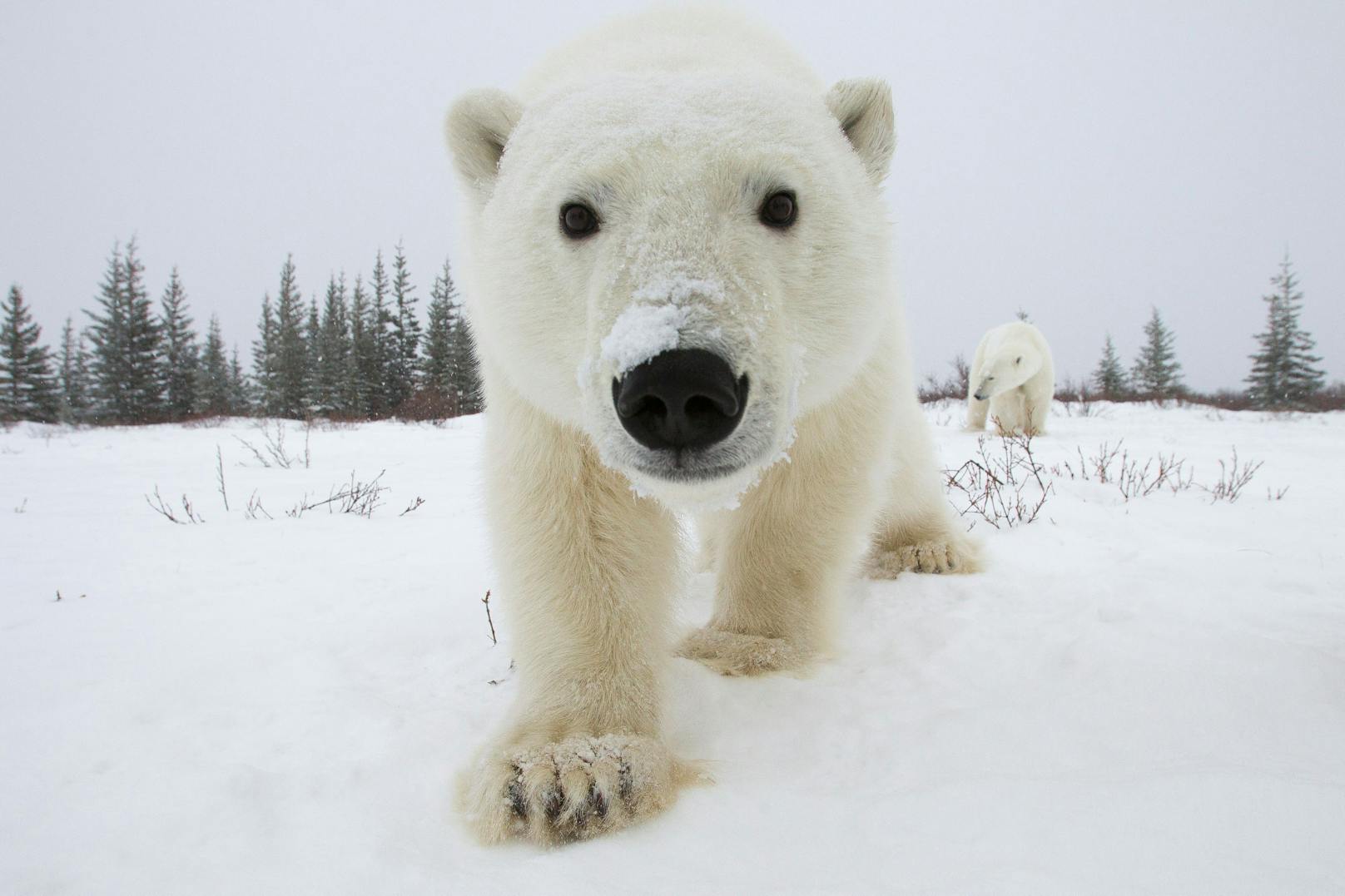 Dieser Polarbär hat wohl die versteckte Kamera entdeckt. 
