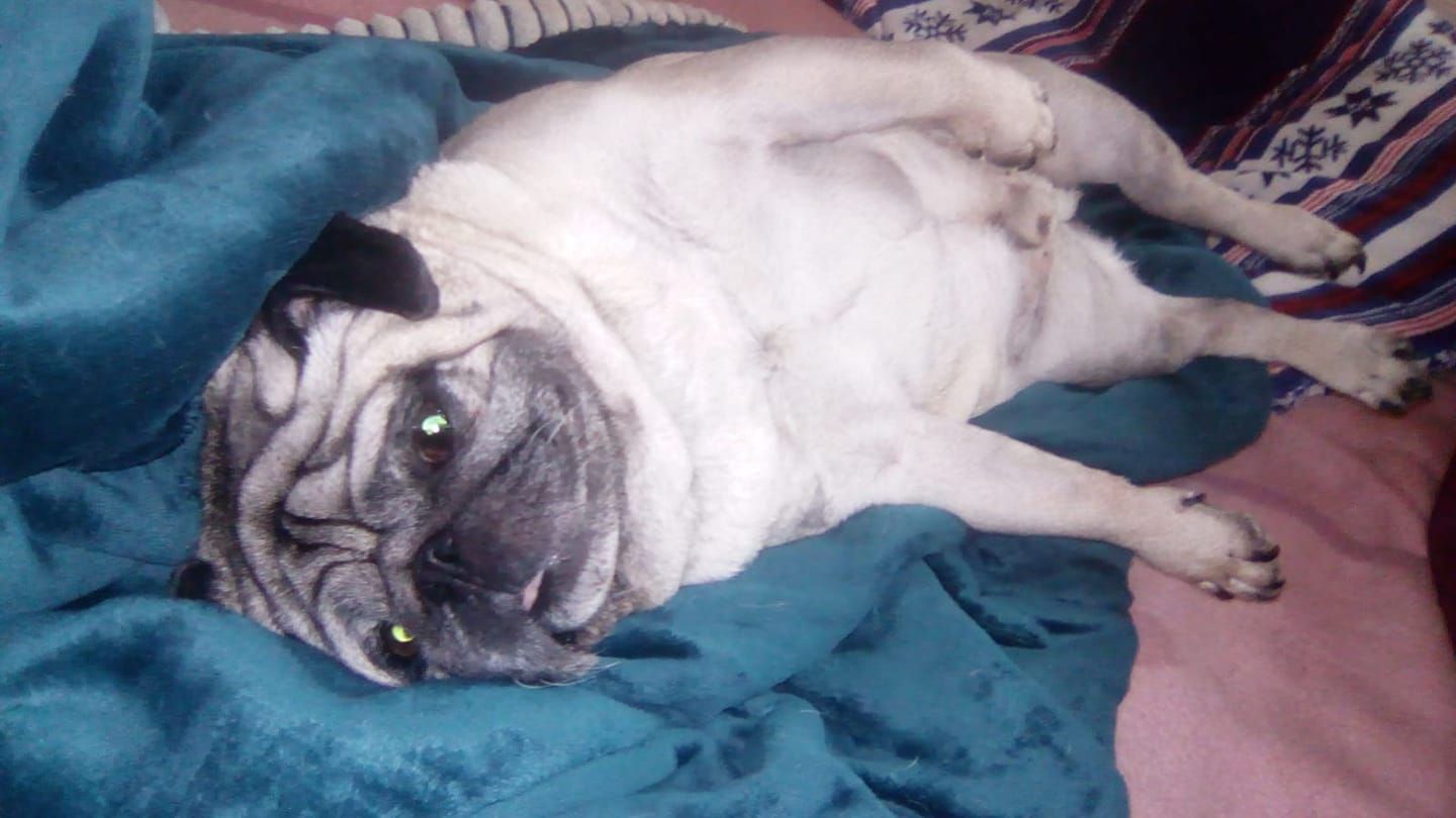 Der kleine "Luki" ist seit über einer Woche abgängig.