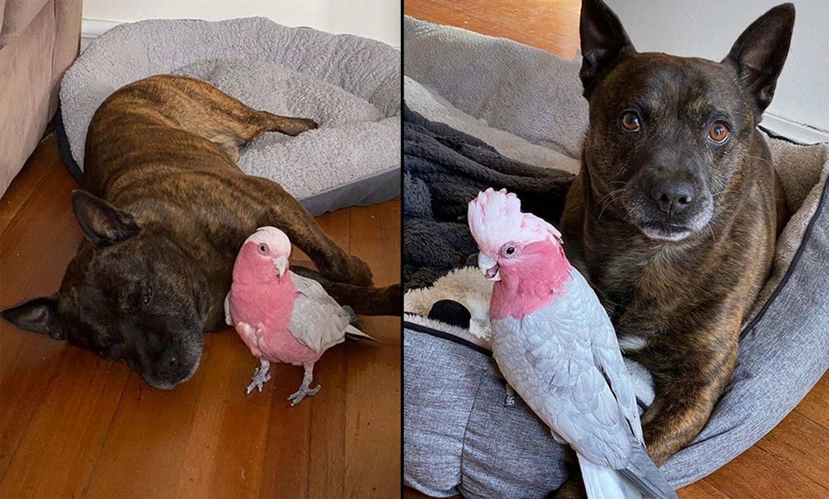 Hund und Kakadu haben eine ganz besondere Beziehung