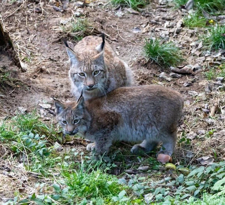 Luchsmama Nala mit ihrem Baby.