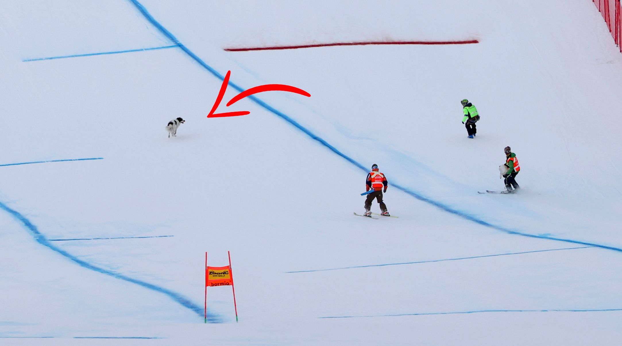 Dieser Hund verirrte sich auf die Ski-Piste.