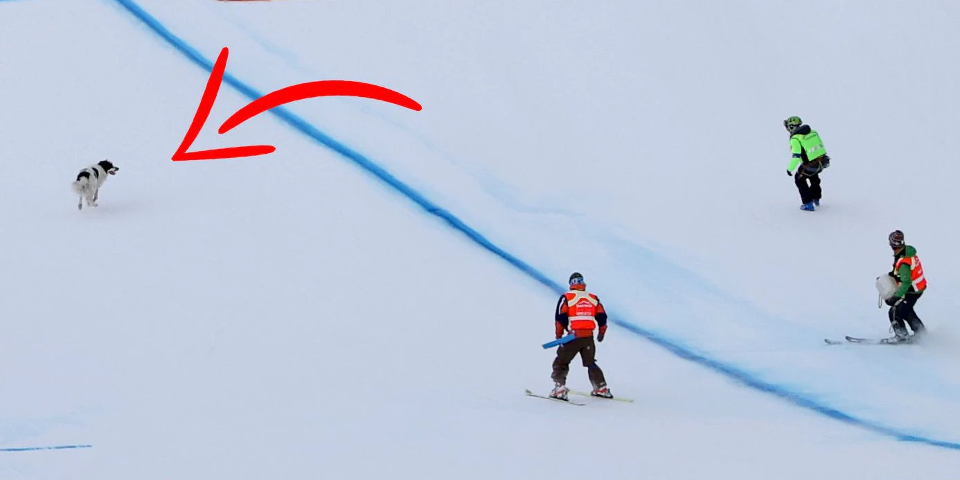 Dieser Hund verirrte sich auf die Ski-Piste.