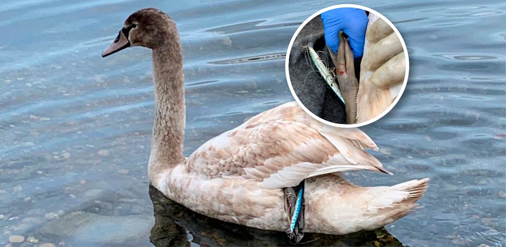 Ein Schwan war am ersten Weihnachtstag in Not. Ein Angelhaken steckte tief in seinem Körper.