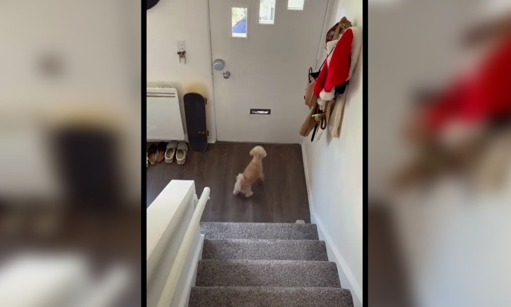 Die kleine Louie kann den Postboten so gar nicht leiden... 