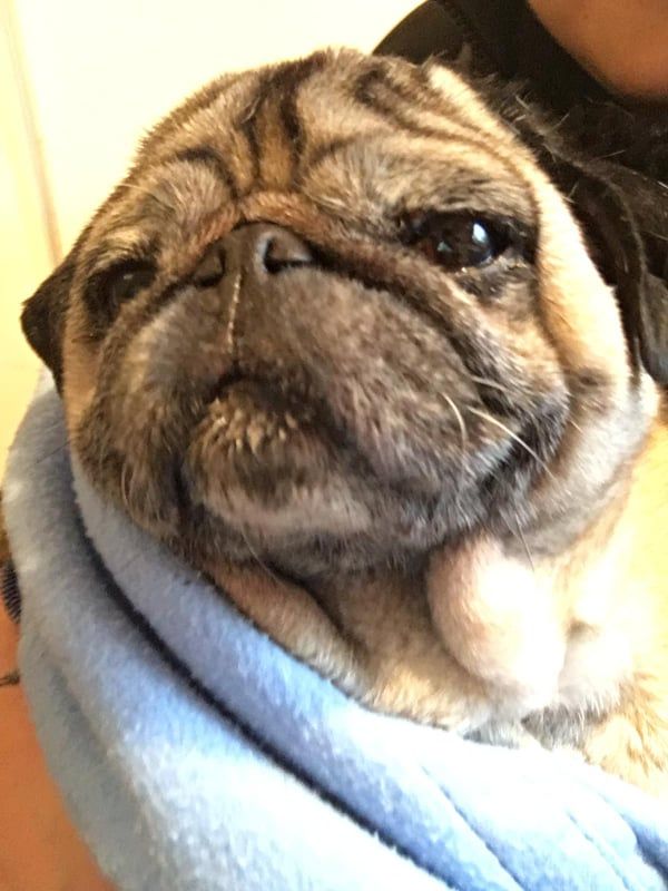 Endlich wieder zu Hause: Hund "Luki" genießt die Kuscheleinheiten.