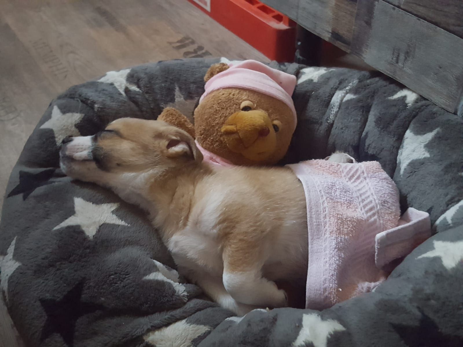 Der kleine "Sweety" wurde bereits mit acht Wochen furchtbar behandelt 