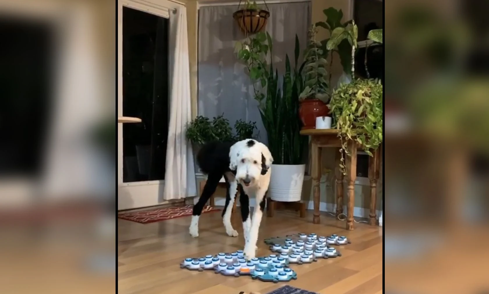Die Sheepadoodle Hündin Bunny kommuniziert mit besonderen Knöpfen. 