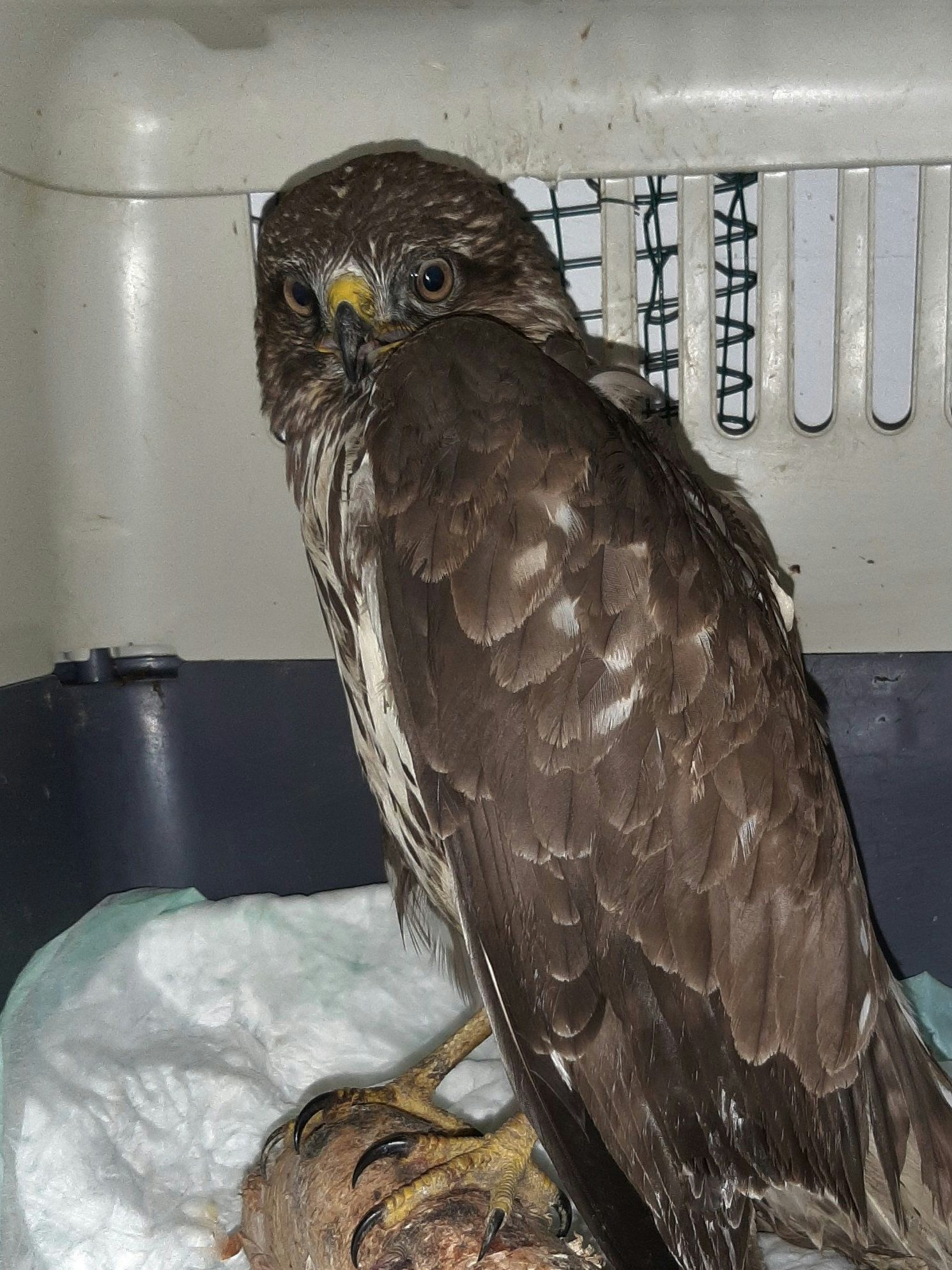 Der Mäusebussard prallte gegen ein Auto.
