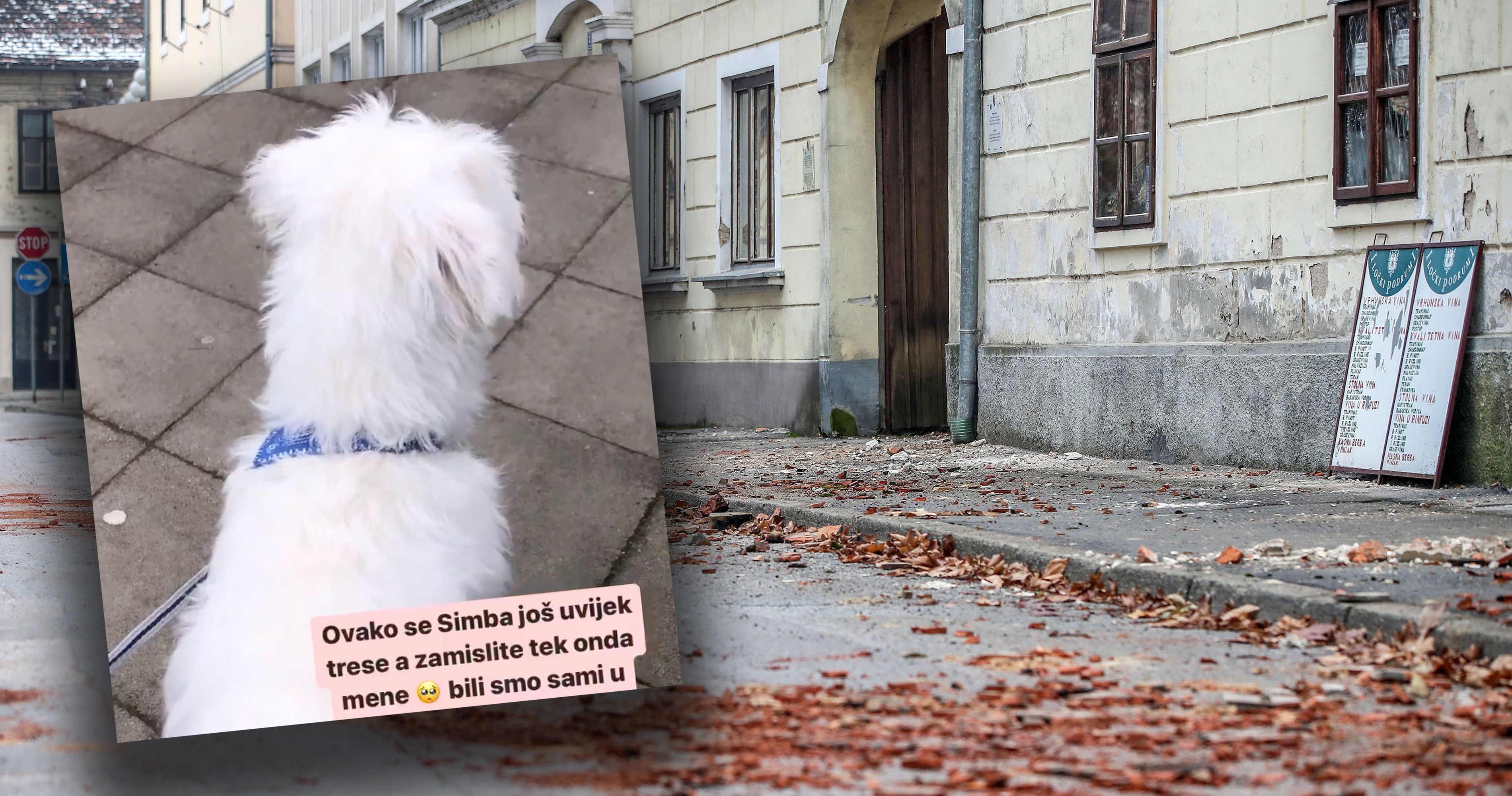 Hund Simba zittert vor Angst.