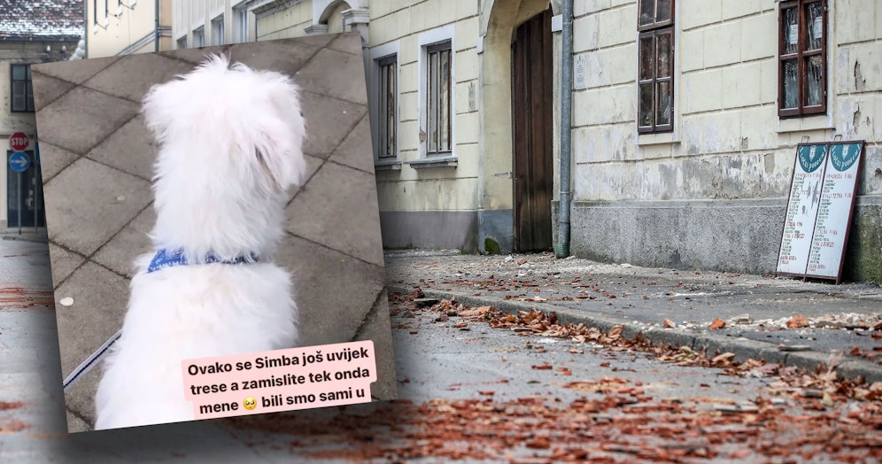 Hund Simba zittert vor Angst.