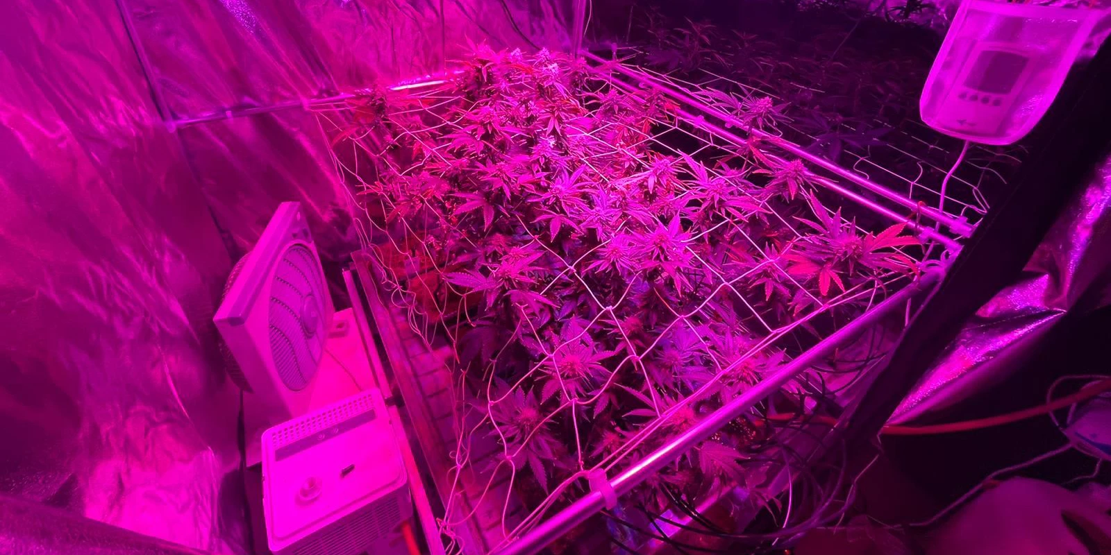 Die ausgehobenen Cannabiszucht