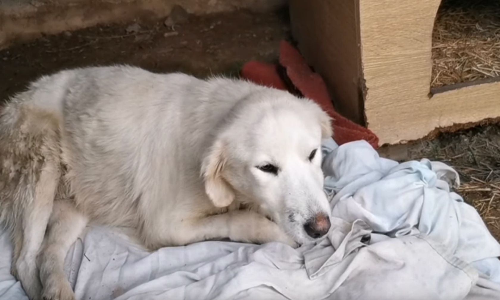 Diese hübsche Steuner-Hündin wurde von einem Auto angefahren. 