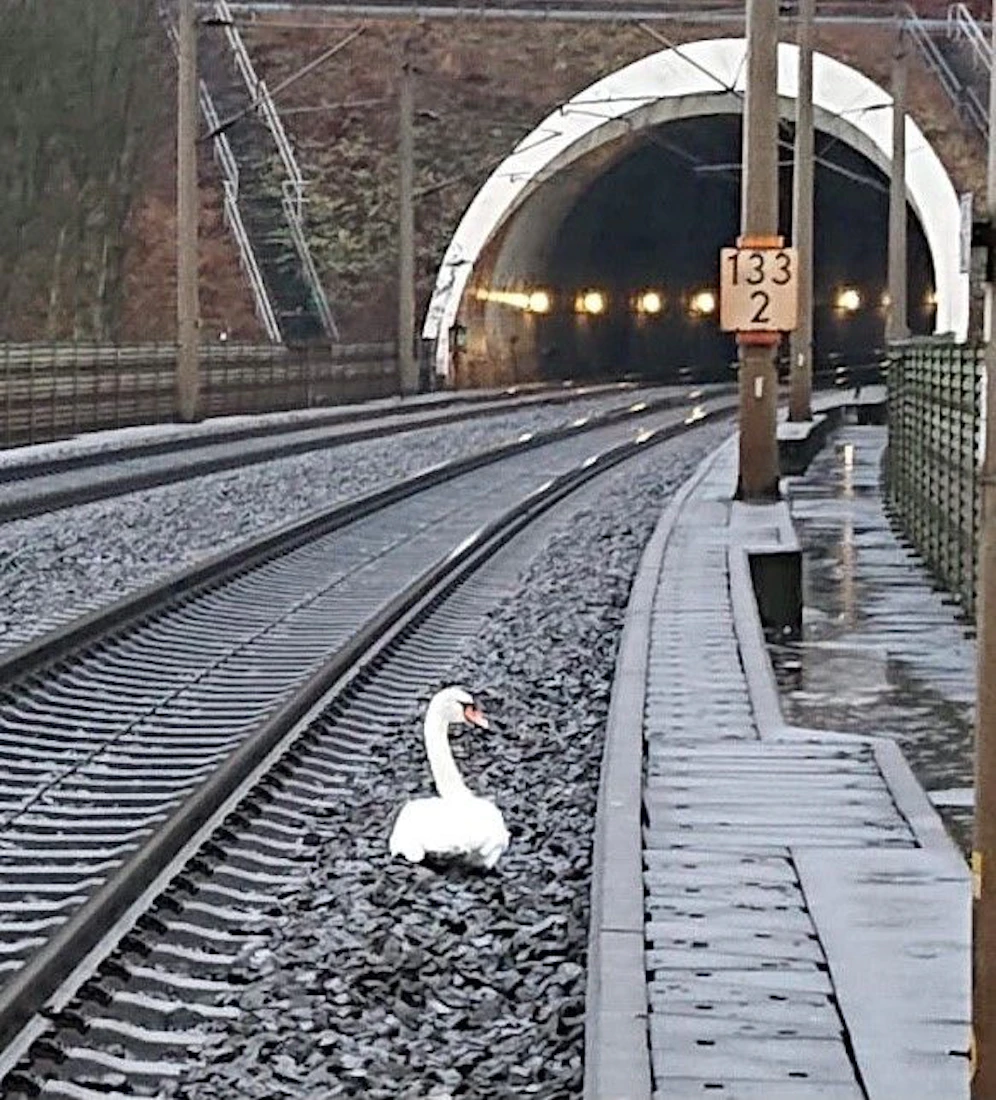 Der Schwan wollte den Bereich nicht verlassen.