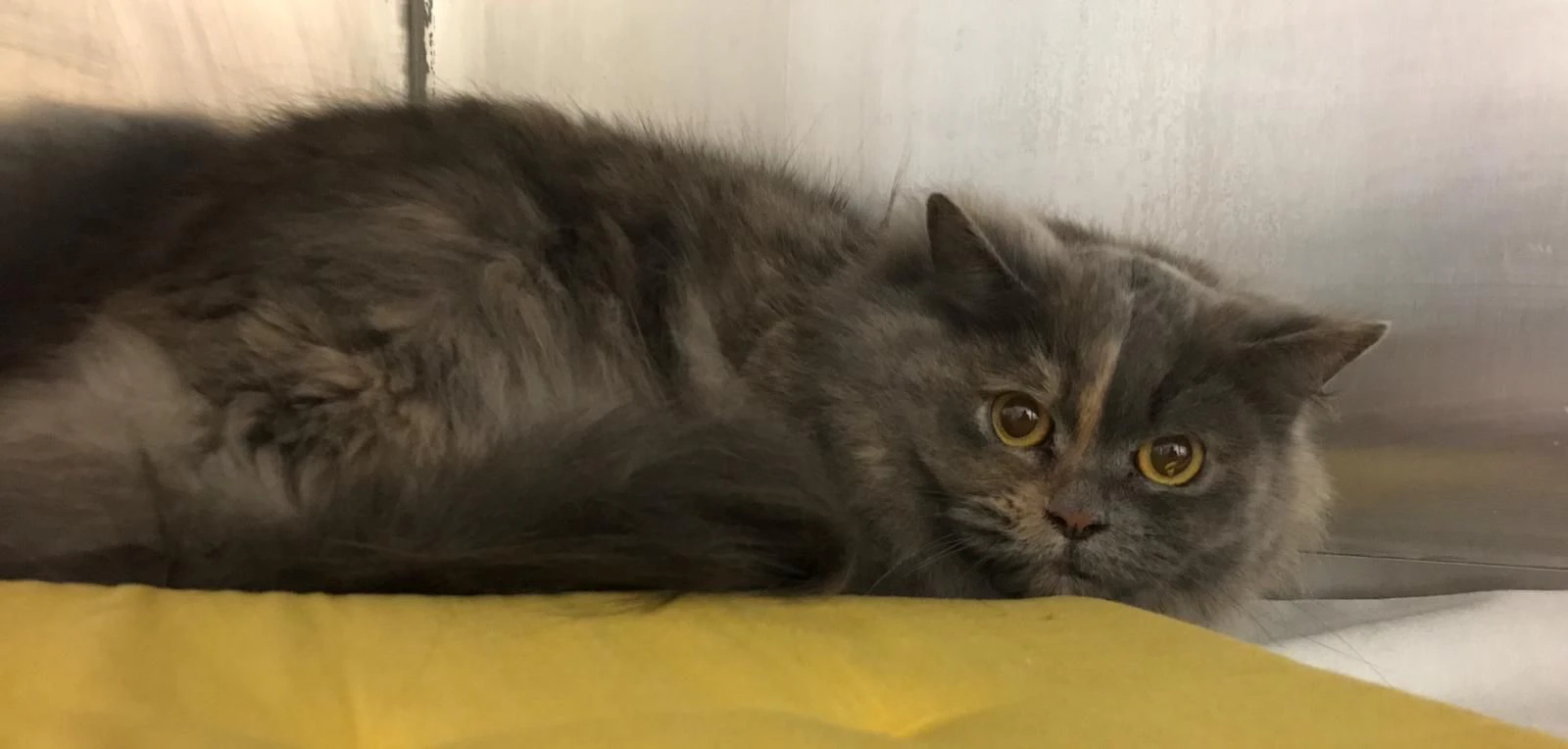 Die Perserkatze wurde in Herzogenburg gefunden.