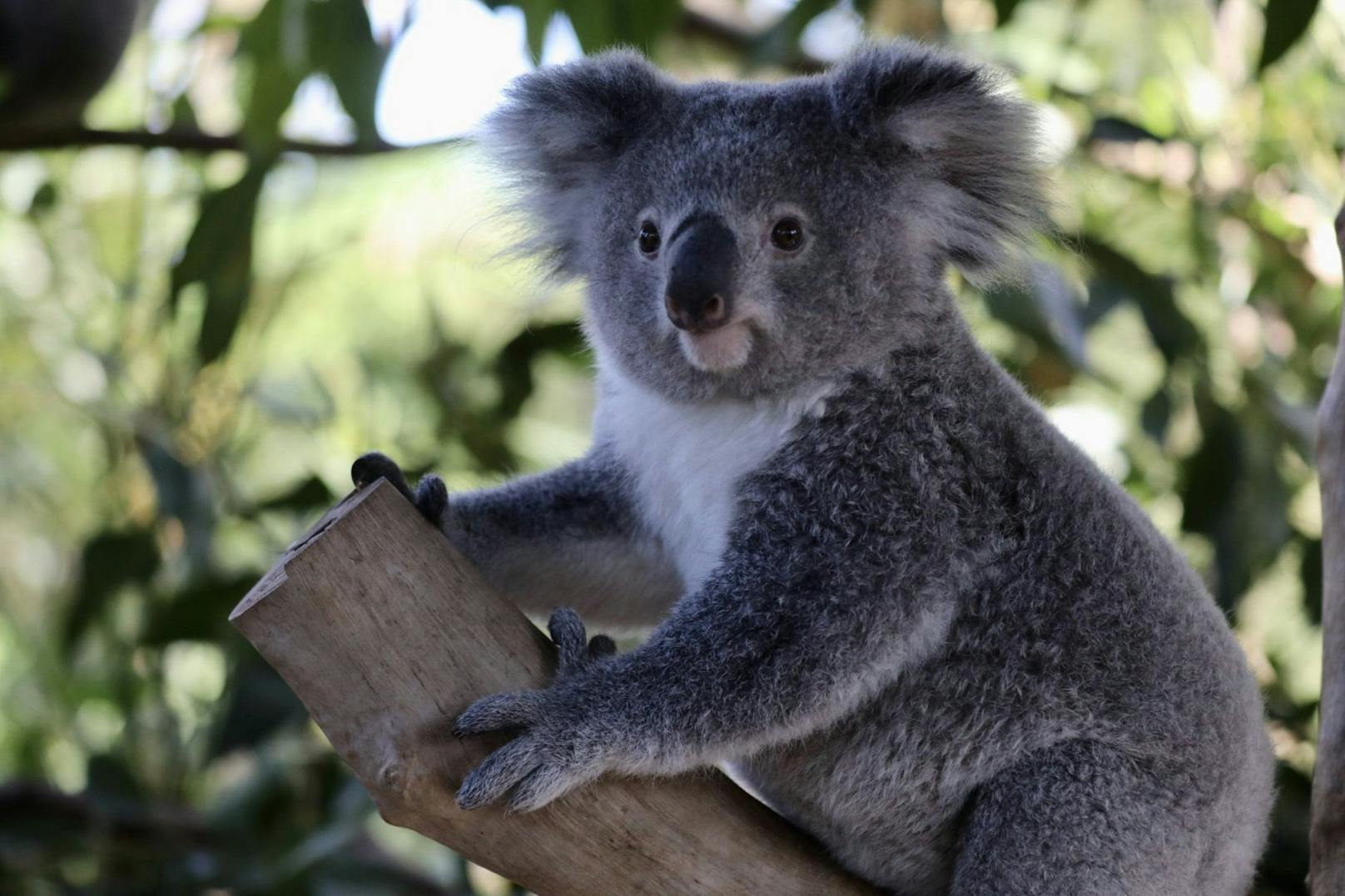 Ein kleiner Koala wäre fast zum Christbaumschmuck geworden. 