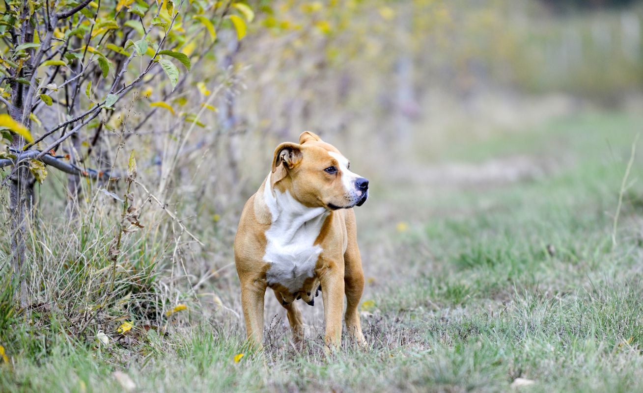 Ein Staffordshire Bullterrier