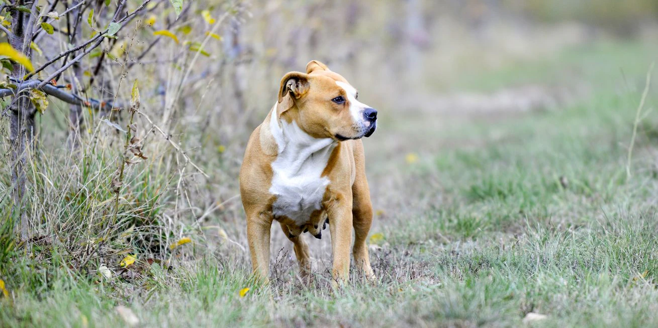 Ein Staffordshire Bullterrier