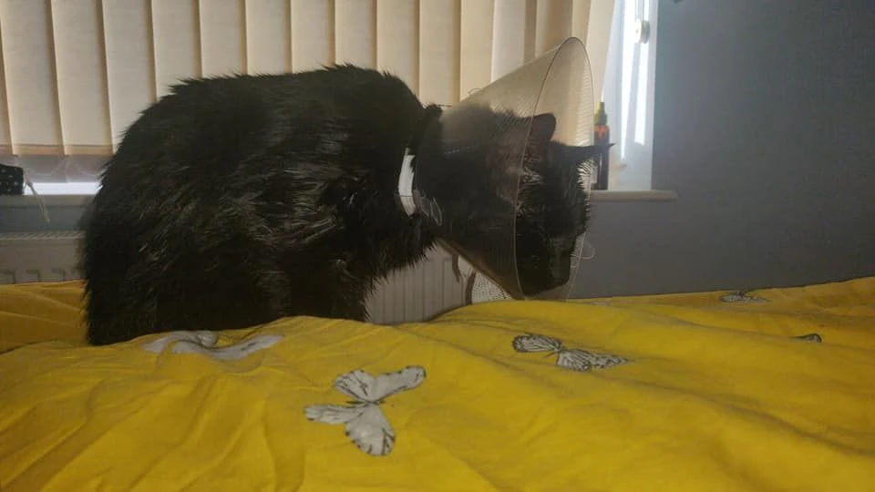 Jamies' Kater war nach dem Tierarztbesuch Wohlauf.