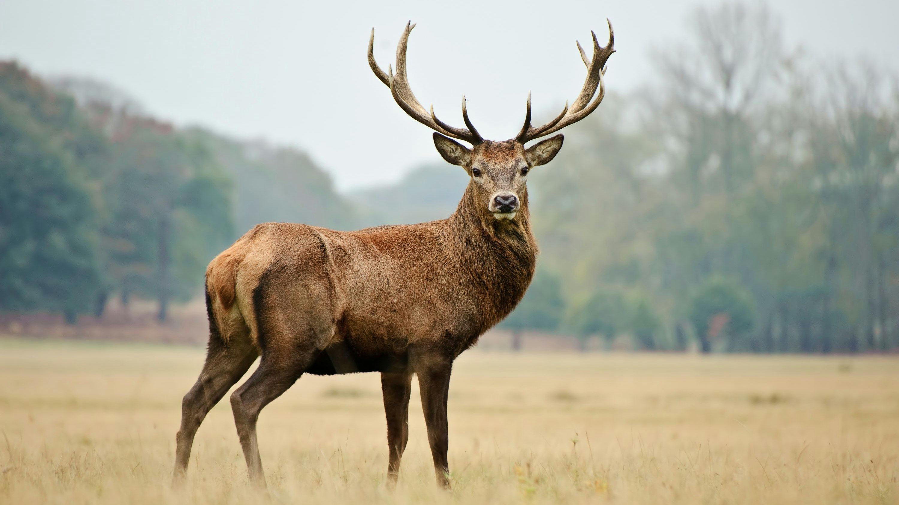 Der Hirsch (21. Mai – 20. Juni)  Der Frühling hat zur Geburt des Hirschs seinen Höhepunkt erreicht. Die Tage werden immer länger und alle Pflanzen stehen in voller Pracht. Wie auch die Natur, kann der Hirsch Veränderung bewirken. Er ist optimistisch, kreativ, kommunikativ und sehr umgänglich. Sein wechselndes Temperament passt auch zur Jahreszeit, denn er ist launisch, häufig auch nervös und unruhig.
