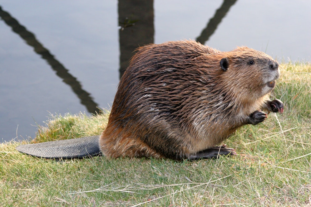 Eine Biberpopulation sorgt aktuell für Überschwemmungen an der Grenze zwischen Belarus und der Ukraine.