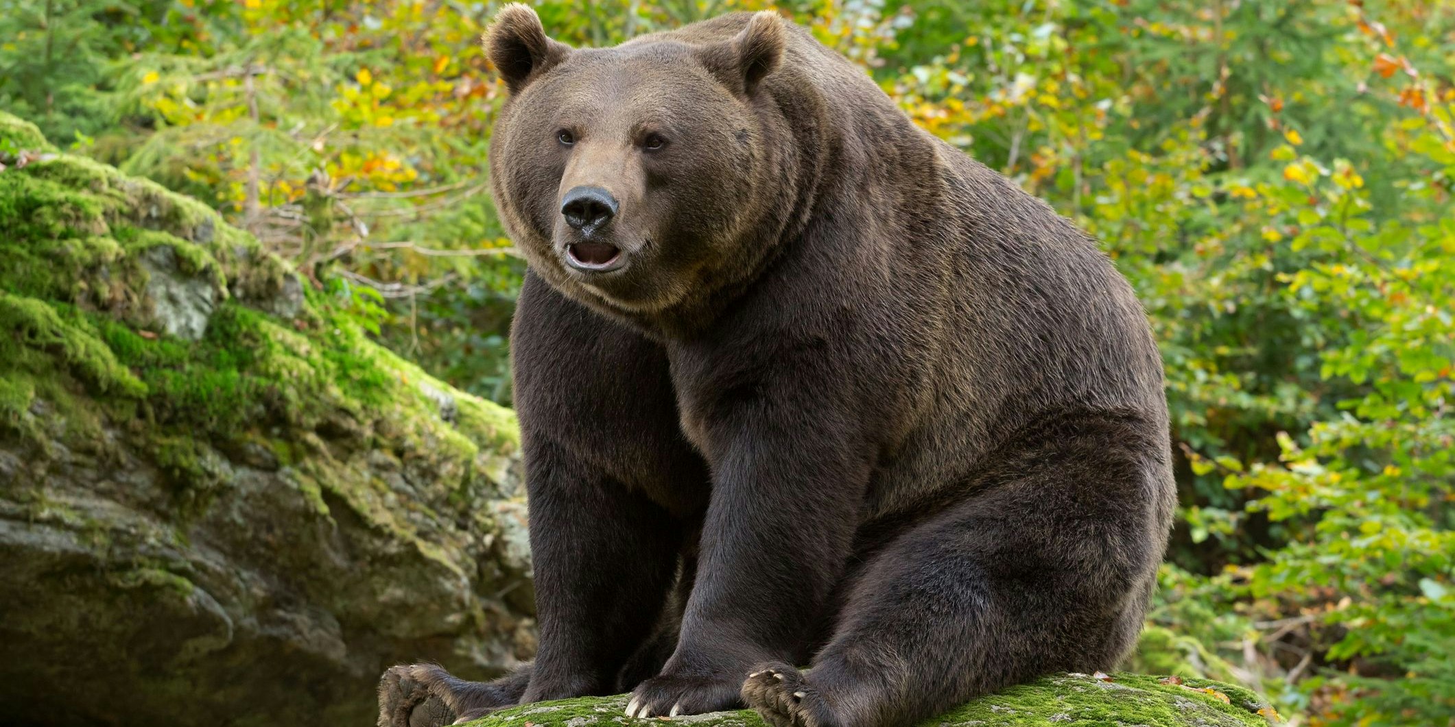 Der Braunbär (23. August – 22. September)  Wer im Spätsommer geboren wurde, ist großzügig und fleißig, wie die Natur zur Zeit der Ernte. Der Braunbär ist sehr gewissenhaft und zuverlässig. Vor allem ist er aber an seinem Überleben interessiert. Neues auszuprobieren fürchtet er daher. So steht er sich oft selbst im Weg. Er ist pragmatisch und ordentlich, kann aber auch pedantisch und überkritisch sein. Der Braunbär ist ein heimlicher Romantiker.