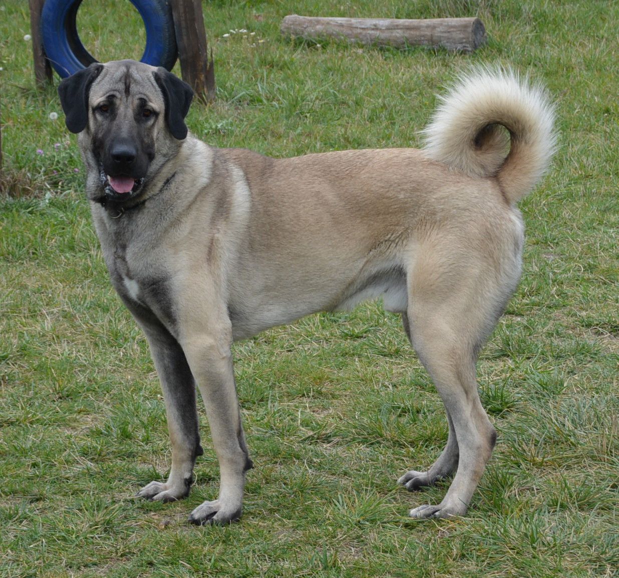 Kangal Rüde "Ates" kam als fingiertes Fundtier ins TierQuarTier Wien