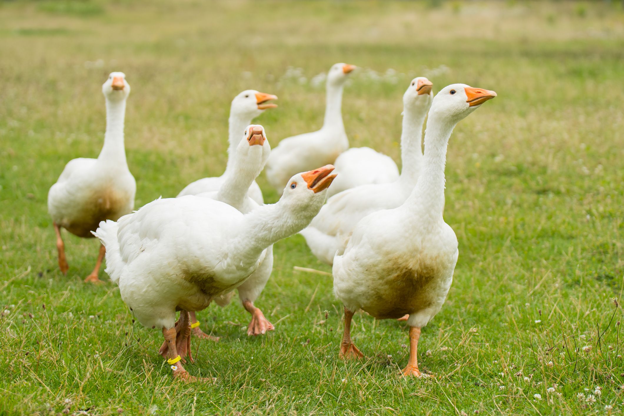 Die Gans entspricht dem Steinbock: ausdauernd, ehrgeizig, entschlossen, beständig, eigensinnig, schwermütig