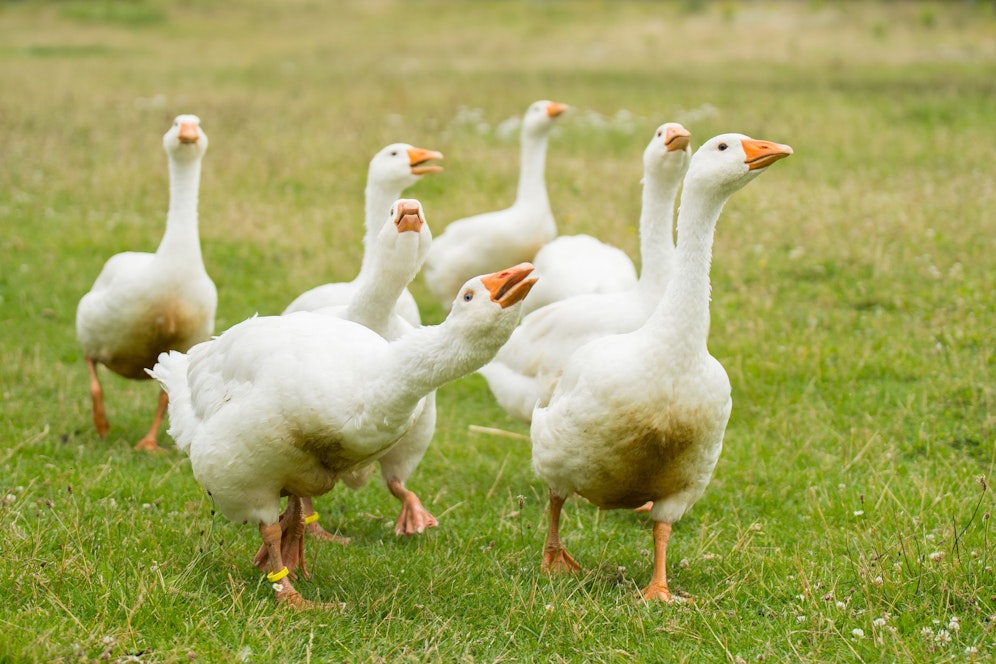 Jetzt beginnt wieder die Gansl-Zeit.