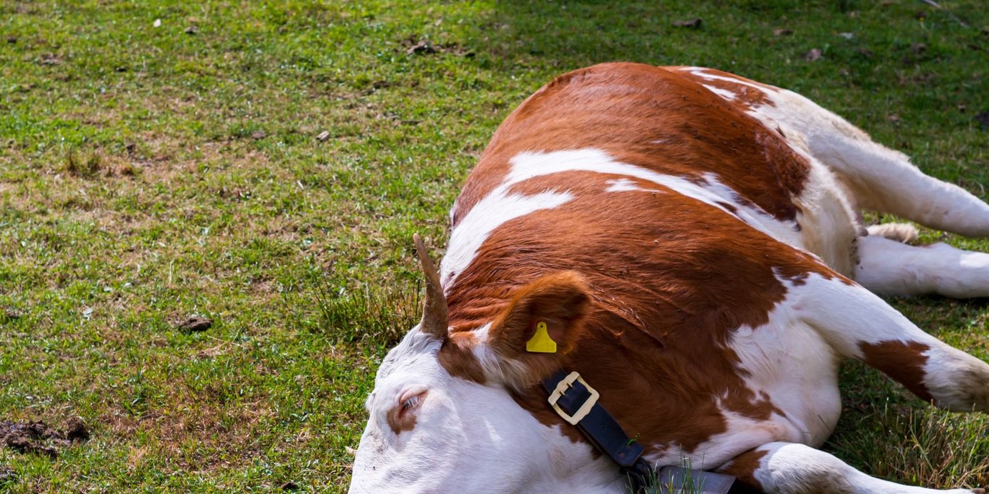 Symbolfoto einer am Boden liegenden Kuh.