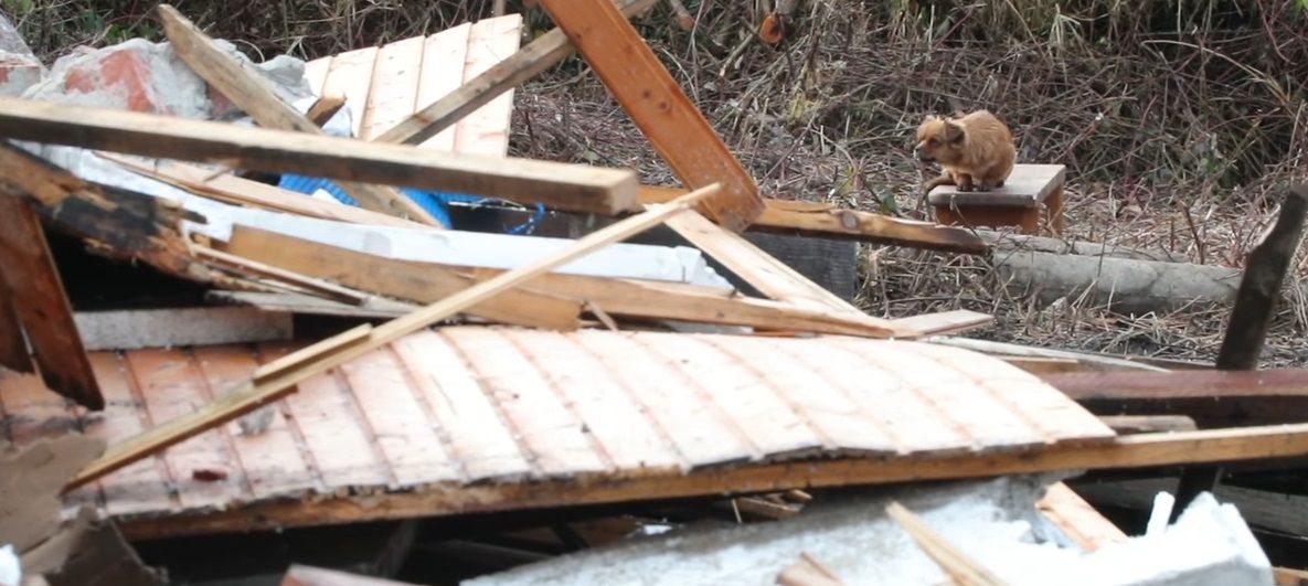 Das Hündchen wartete den ganzen Tag lang auf seinen Besitzer - jener wird jedoch leider nicht mehr kommen.