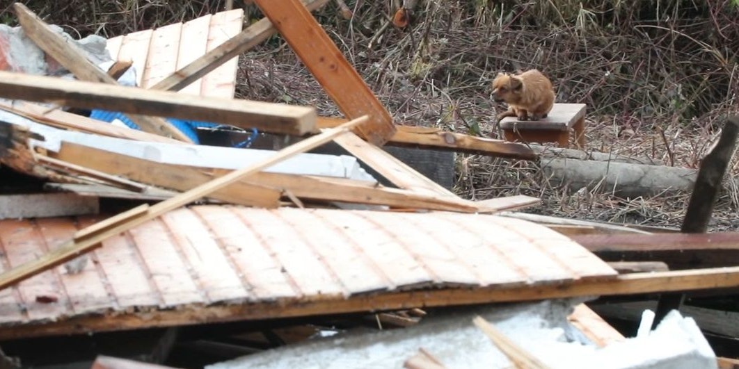 Das Hündchen wartete auf seinen Besitzer - jener wird jedoch leider nicht mehr kommen.